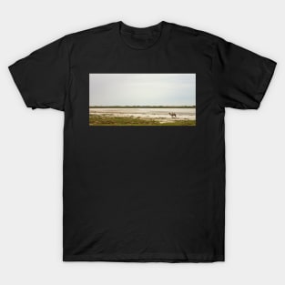 Camel along the Aral Sea T-Shirt
